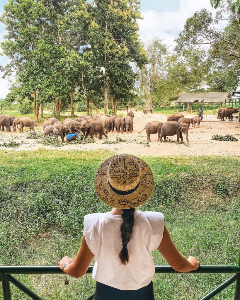 Elephant Transit Home Opening Hours