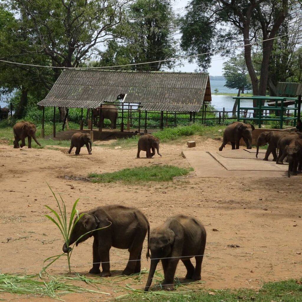 Best Time to Visit Udawalawe