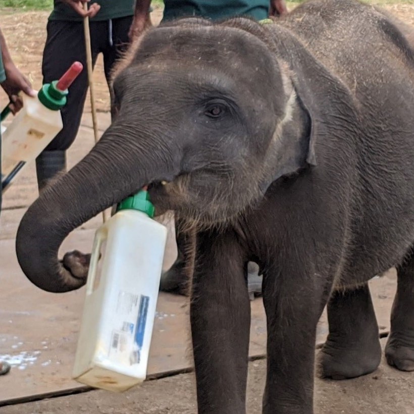 Udawalawe Elephant Transit Home Feeding Time